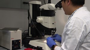 Analysis of Cardiac Chamber Development During Mouse Embryogenesis Using Whole Mount Epifluorescence