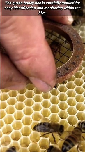 Beekeeping: The Queen Is Marked