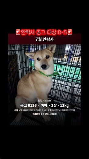 Left alone after her pup was taken, Dambi is 5 days away from euthanasia | Emergency Rescue SOS