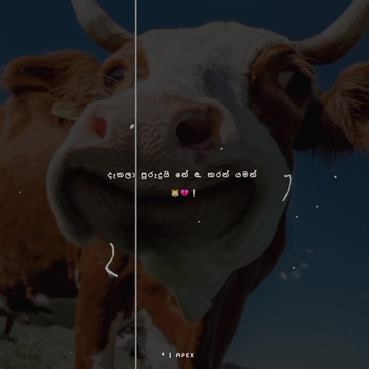 mention කරපන් 😹💔 #viral #viral #viral #viral #viral #viral #viral #viral #viral #viral #viral #viral #viral #fyp #viral #viral #viral ##viral #viral #viral