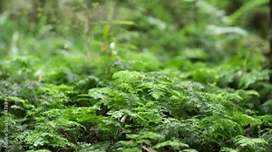 Natural green forest floor with native plants in New Zealand, moss and ferns Stock Video