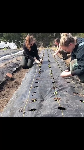 Exploring Flower Farming in 2020