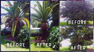 Professional Tree Services: Tree Lopping In Sydney