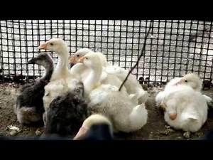 Cute goose chicks (one month old).かわいいガチョウのヒナ（生後一ヶ月）。