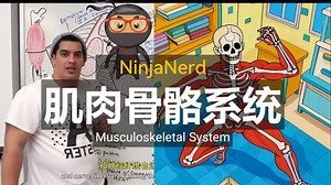 【精译⚡肌肉骨骼系统】NinjaNerd系列13