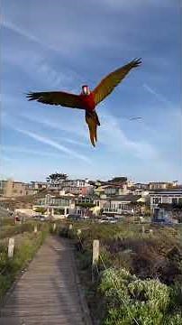 Macaws in Flight: A Burst of Tropical Colors! #shorts