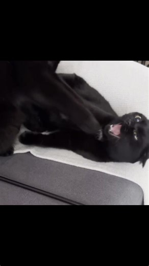 cat sing 🐾 #thecranberries #zombie #cat #meme #fyp