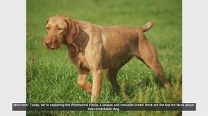 Top 10 Facts About the Wirehaired Vizsla