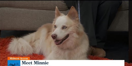 Midwest Access: Pet of the Week - Meet Minnie!