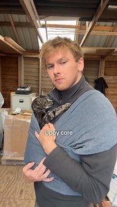 121K views · 36K reactions | Lippy core 轢 . . . . . . . . . . #cat #catsofinstagram #cats #catstagram #instacat #catlover #catoftheday #catlovers #cats_of_instagram #ilovemycat #catsagram #lovecats #catlife #tabbycat #cutecat #catlove #kittycat #instacats #caturday #vacations #instagramcats #cats_of_world #mycat #cutecats #lippy #catdad #cat_features | Harry & Lippy | Facebook