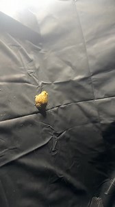 This little dude doesn’t seem to be the smartest most days. #pixie #pixiefrog #frog #frogs #frogsofinstagram #amphibians #amphibiansofinstagram #frogger #daily #cute #animal #pets #reptile #reptiles #reptilekeeper #reptilelover #instagram #tiktok #reels #funny #animal #animals | Black Lake Reptiles