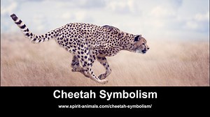 Cheetah Symbolism
