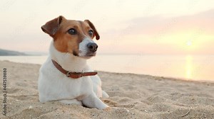 Portrait dog Jack Russell Terrier lies on sand by sea against background of blue clouds and looks at owner, moving its ears against backdrop of rising pink sun disk at sunrise summer. Pet on walk