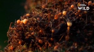 Tout en découpant leurs victimes, les fourmis légionnaires répandent sur elles un acide dissolvant. Une fois les muscles, les chairs et les tendons liquéfiés, elles les dévorent puis retournent au travail. Ces fourmis sont au règne animal ce que les Huns étaient à l'Homme : partout où elles passent, rien ne repousse. | Nat Geo Wild France