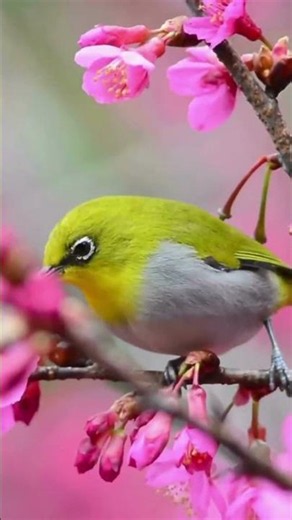 Spring Sounds: 30 Mins of Relaxing Piano Music