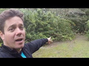 Still removing Brazilian Pepper!