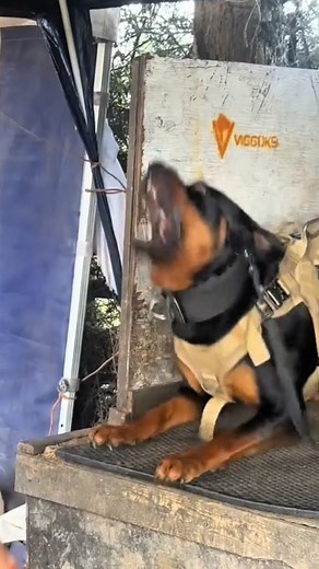 387K views · 3.1K reactions | The most dangerous dog in the world is the Rottweiler #Pitbull #Rottweiler #reels | All Dog Breeds | Facebook