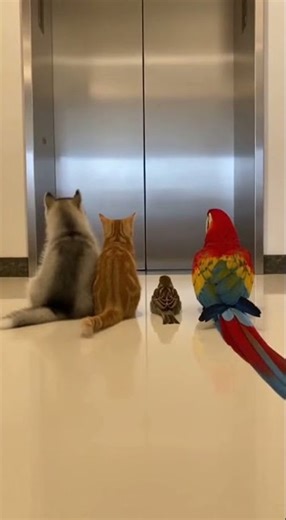 What's Up With This Elevator? Watch The Unexpected Twist #elevator #mystery #shorts