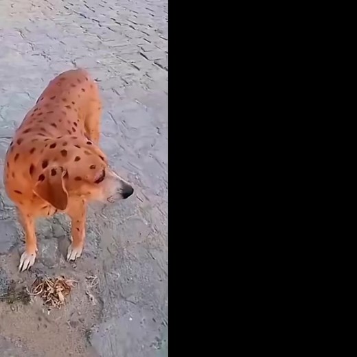 Video de:@☕︎•𝖦𝖺𝖻𝗂𝗍𝖺•☕︎ #globodetexto #cringe #globodetextomerecido #freefire #asco #roblox #baileroblox #pixeles #sexualizarunjuego