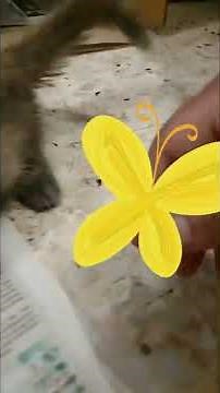 Funny Cute Kitten Talks When Eating. Lol 🤣@cat play