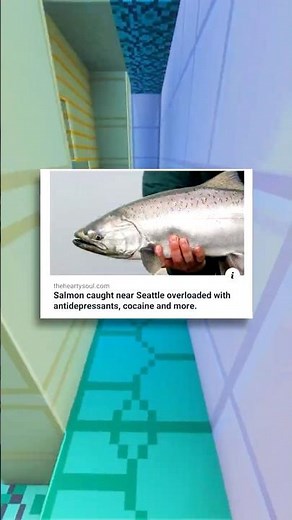 Fishy Fish Memes 🦈🐟🐠🎣