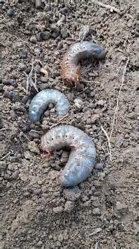 What is This Giant Insect, White Grub or Something Else 🐞