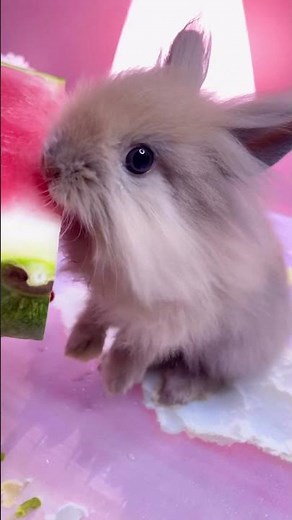 ⁠Watch Toffee Live His Best Bunny Life Every Day 🐰❤️🎬