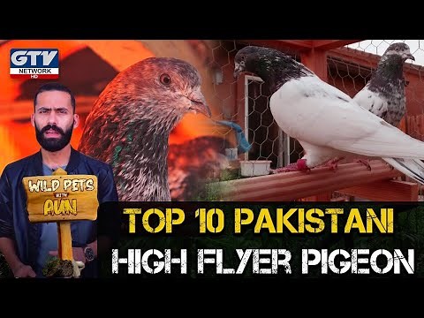 Top 10 Pakistani High Flyer Pigeon I Wild Pets With Aun
