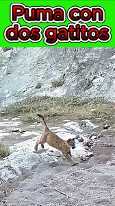 Mama puma con dos pequeñas crias, una chulada de animalitos 🦁 Es la primera ocacion que me salen gatitos pequeños en la camara y espero que sigan pasando por el mismo lugar; por lo pronto ya instale otra camara en el lugar. Video captado mediante camaratrampa en el estado de Sonora Mexico 🎥🦁#Wildlife #puma #naturalesa #faunasilvestre #camaratrampa #animales #gatitoslindos | fauna silvestre