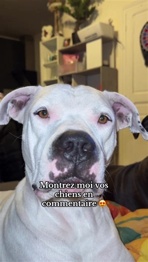 Montrez-moi vos chiens : partagez vos meilleures photos !