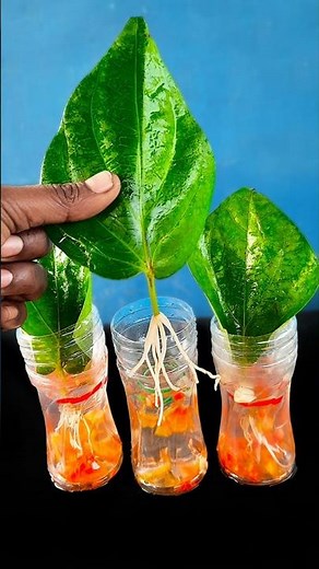 How to grow betel plant at home from leaves ///#highlights #reels #shortvideo #garden #flowers