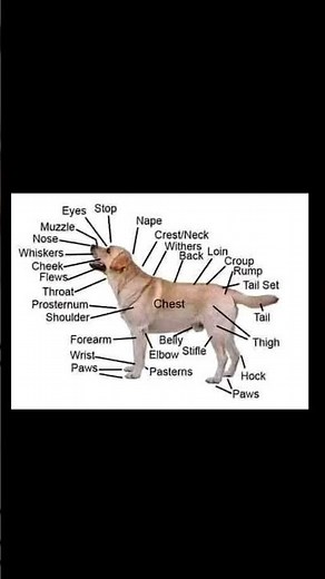 dog body parts name #doglover #dog #dogshorts #nagaland