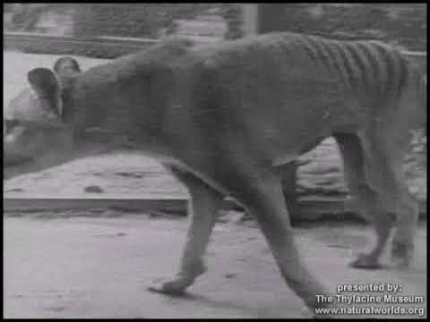 Tasmanian tiger: Trio release footage they claim is sighting of thylacine