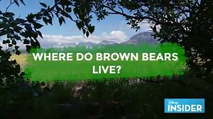 3.9K reactions · 1K shares | Get ready for Disneynature’s Bears with these brown bear facts: | Disney | Facebook