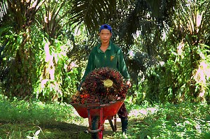 Teaching update - Chocolate, Choice and Child Labour - DevelopmentEducation.ie