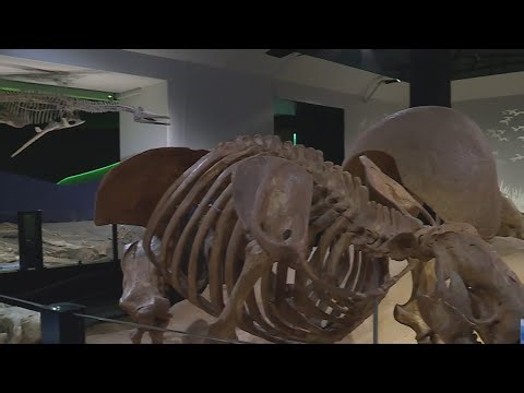Austin museum unveils immersive prehistoric exhibit with fossils found in the area