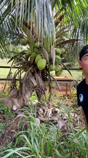 Driving a Coconut TikTok Trend Explained