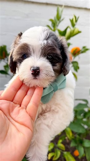 Laguna Pups LLC on Instagram: "Boy Duke 🐶 Look at this baby boy!! He is stunning 🌟 Teacup Aussiedoodle Ready for take home now. Please dm to come meet 🐶"