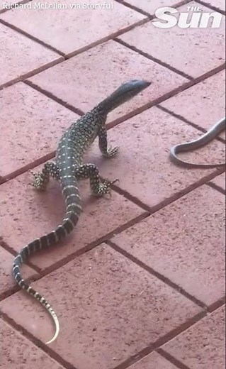 Venomous snake takes on Goanna lizard in reptile rumble #shorts