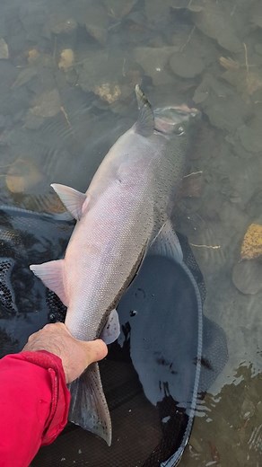 FRASER RIVER COHO OPENER NOVEMBER 4TH... was one for the history books! Such a big piece of water and at time seems devoid of fish... at that very moment... you spoon STOPS! The tell tale head shakes of a chunk coho follows. It shocks me every time it happens. That's why I love it. @primelures spoons and spinners were getting the job done today! Hooked up on four different lures. #cohojunkie #cohoaddict #fraserriver #coho #cohosalmon | Brandon Koperski