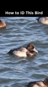 Lesser Scaup (male) identification example | LycoBirds