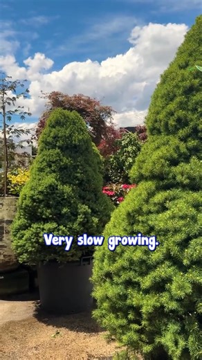 These plant names got us out here casting spells.🌲🎁 Get yours here: https://www.thetutuguru.com.au/shop/picea-conica/ #hellohelloplants #nursery #melbourne #australia #christmastree #evergreenplants #DwarfAlbertaWhiteSpruce #piceaconica | Hello Hello Plants & Garden Supplies