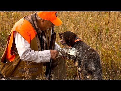 Sharptail Grouse Hunting
