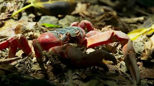 U.S. declares victory over bird-killing ‘crazy ants’ on Pacific atoll