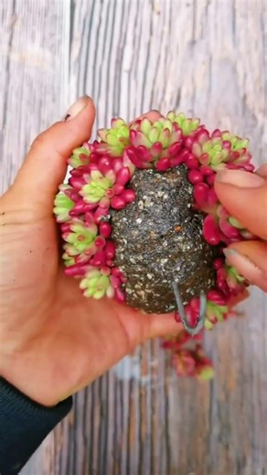 Creative Succulent DIY Ideas You'll Love! 🌵