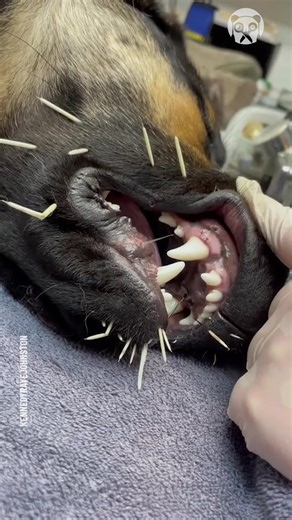 Oddly satisfying porcupine quills removal from a dog | Hilarious Ted