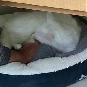 Apply here: https://kittenrescue.org/adopt/cat-adoption-form/ ❤️A Modern Day Love Story❤️ You may remember Perla, one of our very special cats rescued on #GivingTuesday. For the first few weeks, this girl had us convinced that she would much rather be a working cat- withdrawn, ears flat- telltale signs of a feral cat…but then something incredible happened! Our volunteer, Rick, started working with her. With much time and patience he gained her trust, and today, she rewarded him by not only allow