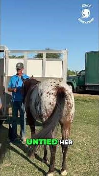 Trailer Loading Training Smooth Steps & Happy Horse!