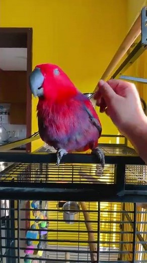 Parrot Sings iPhone Ringtone || ViralHog