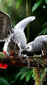 Parrot Rescue #animals #birds